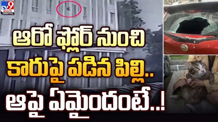 ఆరో ఫ్లోర్ నుంచి కారుపై పడిన పిల్లి !! ఆ పై ఏమైందంటే ?? ఆరో ఫ్లోర్ నుంచి కారుపై పడిన పిల్లి !! ఆ పై ఏమైందంటే ??