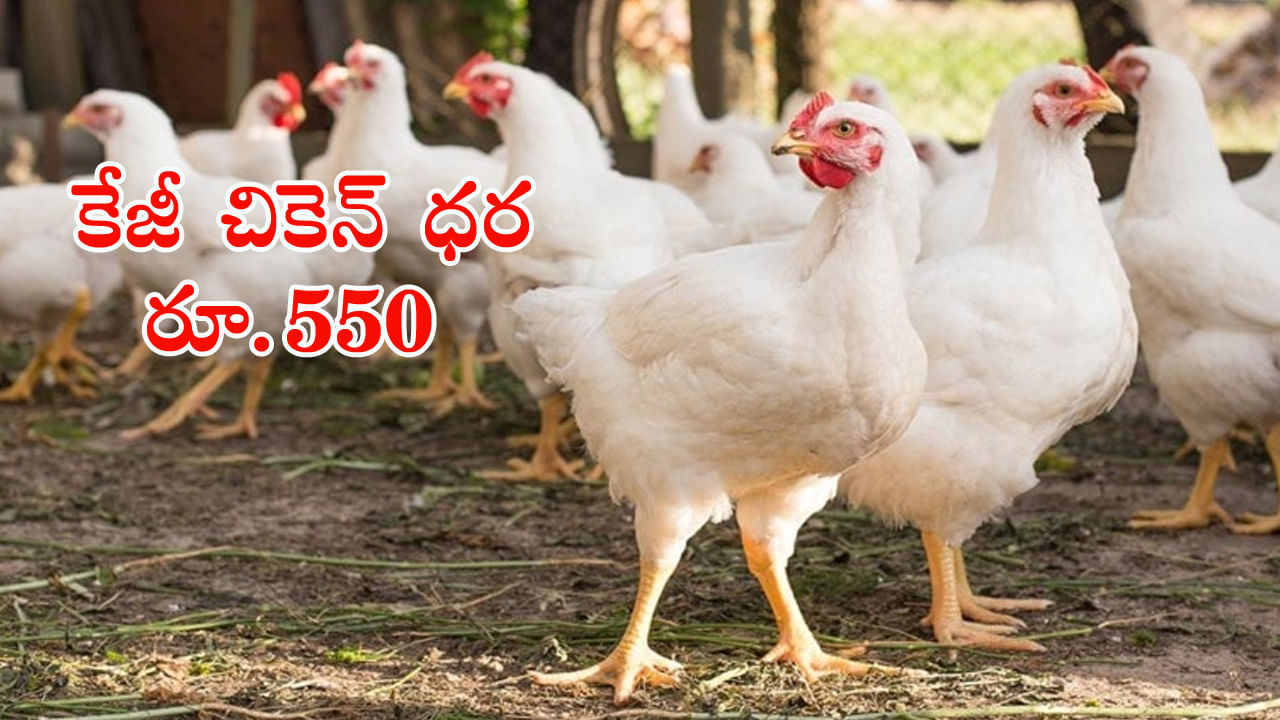 Chicken Price Today: కొండెక్కిన కోడి.. కేజీ చికెన్‌ ధర ఏకంగా రూ.550