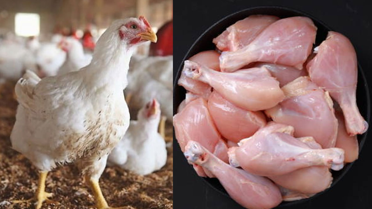 Chicken Prices: కొండెక్కిన కోడి ధరలు.. ముక్క రేటు తెలిస్తే చెమటలు పట్టాల్సిందే.. తెలుగు రాష్ట్రాల్లో