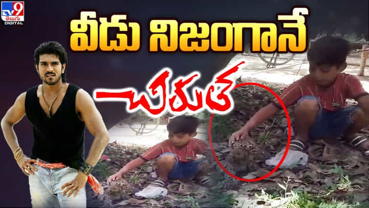 Viral Video: అరే బాబూ.. అది పిల్లిపిల్ల కాదు.. పులిపిల్ల.. Viral Video: అరే బాబూ.. అది పిల్లిపిల్ల కాదు.. పులిపిల్ల..
