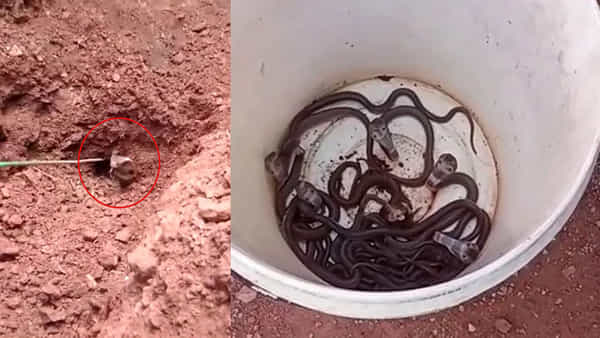 Viral Video: పామును పట్టి.. అక్కడే గొయ్యి తవ్విన స్నేక్ క్యాచర్.. కుప్పలు తెప్పలుగా..