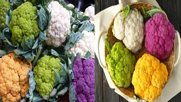 Colored Cauliflower: రంగురంగుల కాలీఫ్లవర్స్‌కు భారీ డిమాండ్.. వీటిని సాగు చేస్తే రైతులకు లాభాల పంటే