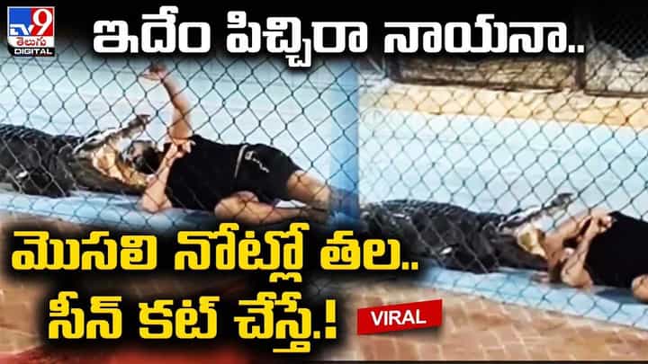 ఇదేం పిచ్చిరా నాయనా.. మొసలి నోట్లో తల.. సీన్ కట్ చేస్తే ఇదేం పిచ్చిరా నాయనా.. మొసలి నోట్లో తల.. సీన్ కట్ చేస్తే