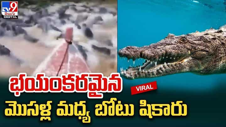 చెరువునిండా మొసళ్లే.. మధ్యలోంచి బోటు షికారు చెరువునిండా మొసళ్లే.. మధ్యలోంచి బోటు షికారు