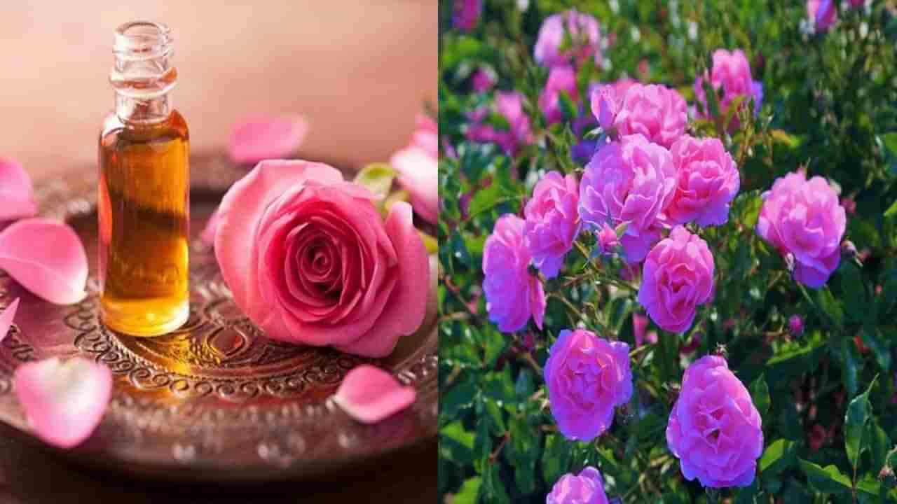 Damask Rose: ఈ గులాబీ నూనె కాస్టిలీ గురూ.. కిలో రూ.12 లక్షలు.. ఈ పువ్వుల పెంపకం రైతుకు లాభాల పంట