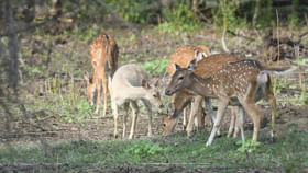 Nagarahole Tiger Reserve: అభయారణ్యంలో కనువిందు చేసిన తెల్ల జింక.. ఫోటోలు మీకోసం.. Nagarahole Tiger Reserve: అభయారణ్యంలో కనువిందు చేసిన తెల్ల జింక.. ఫోటోలు మీకోసం..