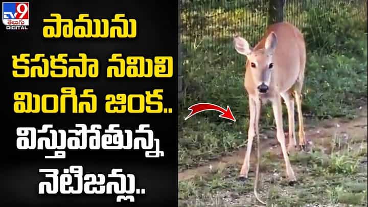పామును కసకసా నమిలి మింగిన జింక.. ఆశ్చర్యపోతున్న నెటిజన్స్ పామును కసకసా నమిలి మింగిన జింక.. ఆశ్చర్యపోతున్న నెటిజన్స్