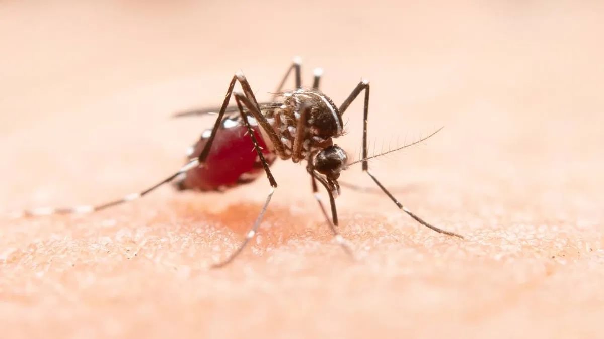 Safe From Dengue: వర్షాకాలంలో డెంగ్యూ నుంచి ఇలా సురక్షితంగా ఉండండి.. తప్పక తెలుసుకోవాల్సిన అంశాలు..