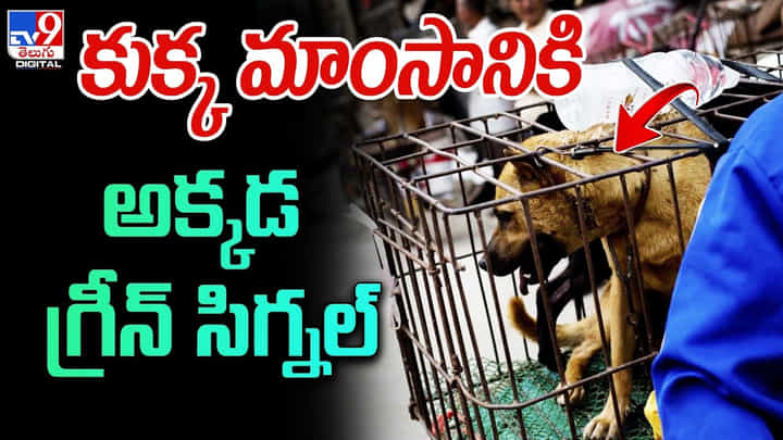 కుక్క మాంసానికి అక్కడ గ్రీన్ సిగ్నల్ !! కుక్క మాంసానికి అక్కడ గ్రీన్ సిగ్నల్ !!