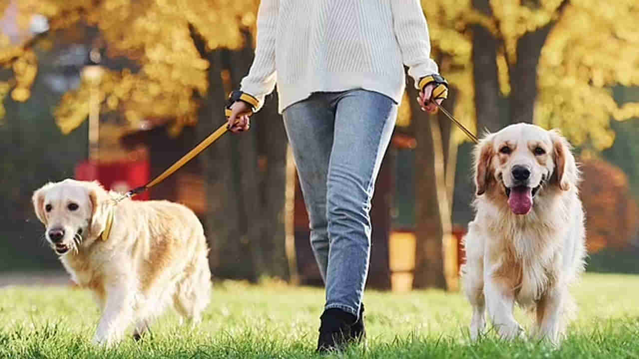 Dog Nanny: కుక్కలంటే ఇష్టమా.. కేర్ టేకర్‌గా ఉద్యోగం.. ఏడాదికి కోటి రూపాయల జీతం.. లగ్జరీ లైఫ్‌