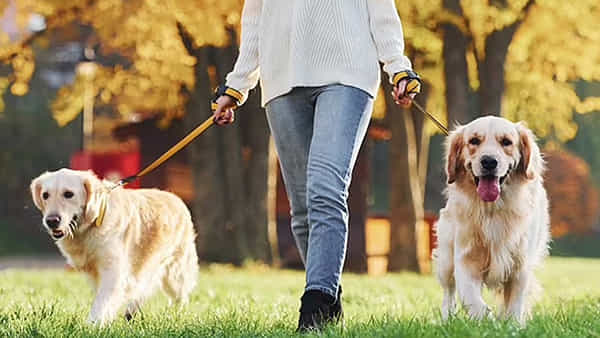 Dog Nanny: కుక్కలంటే ఇష్టమా.. కేర్ టేకర్గా ఉద్యోగం.. ఏడాదికి కోటి రూపాయల జీతం.. లగ్జరీ లైఫ్