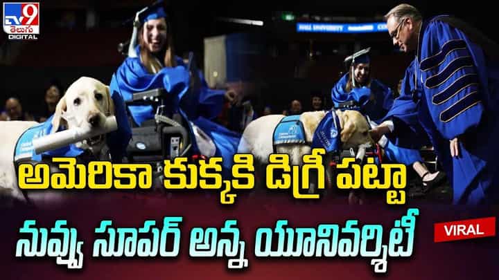 డిప్లొమా కంప్లీట్ చేసిన శునకం..ఎక్కడంటే ?? డిప్లొమా కంప్లీట్ చేసిన శునకం..ఎక్కడంటే ??