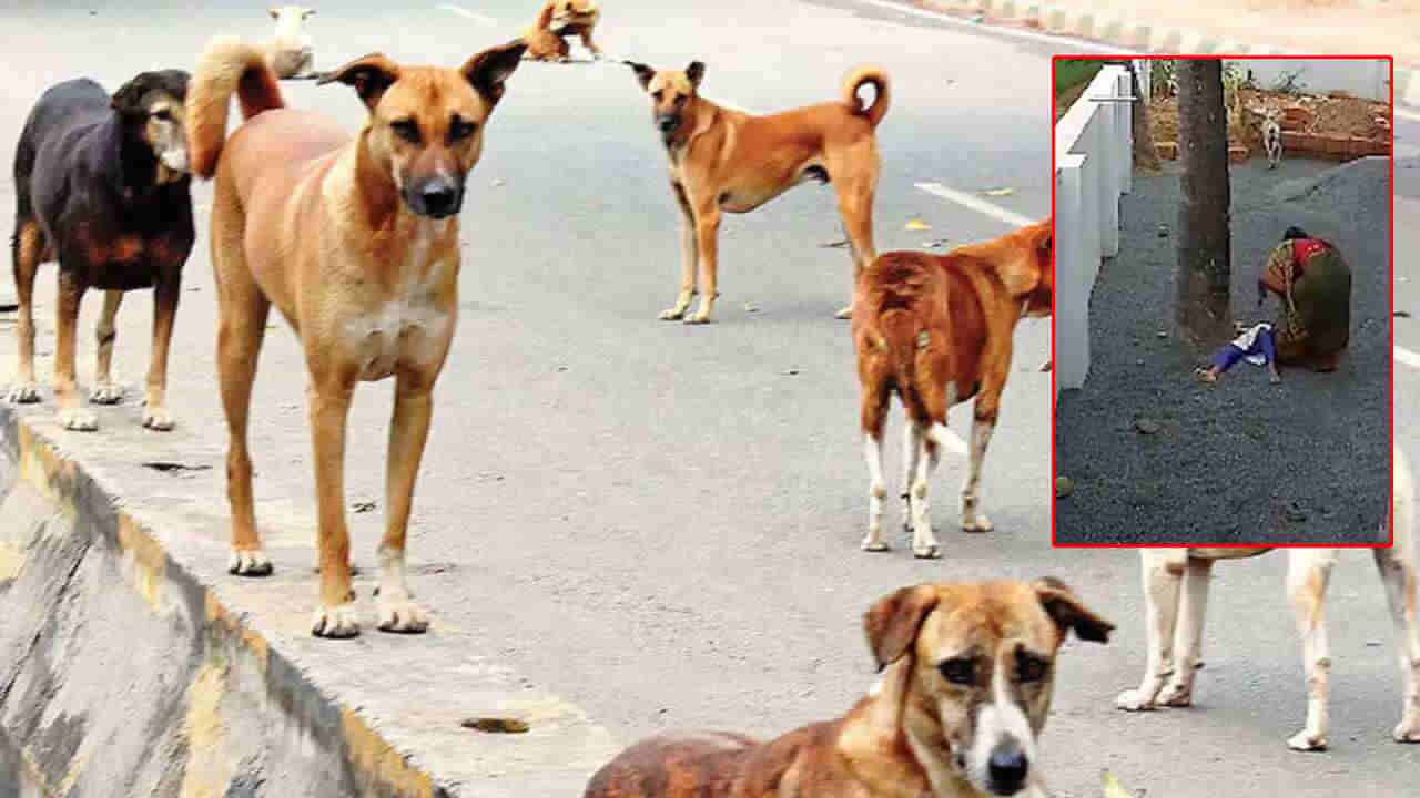 Dogs Attack: వీధి కుక్కల దండయాత్ర.. చిన్నారిని వెంటాడి.. వేటాడి మరి కరిచాయ్.. పాపం చిన్నారి..