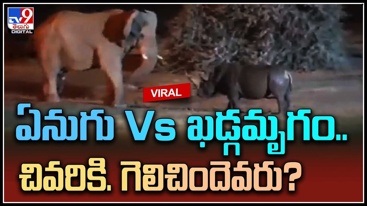Elephant vs Rhino: ఏనుగు vs ఖడ్గమృగం.. ఖడ్గమృగాన్ని కంగారెత్తించిన ఏనుగు.. వీడియో.