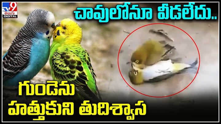Trending Video: చావులోనూ వీడలేదు.. గుండెను హత్తుకుని తుదిశ్వాస విడిచింది..! ఎమోషనల్ వీడియో. Trending Video: చావులోనూ వీడలేదు.. గుండెను హత్తుకుని తుదిశ్వాస విడిచింది..! ఎమోషనల్ వీడియో.