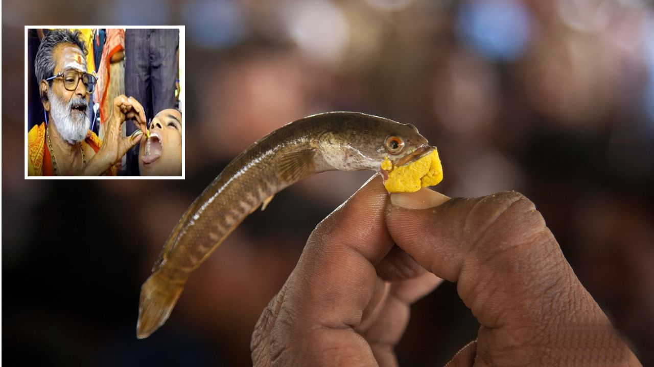 Fish Medicine ఇవాళ్టి నుంచి బత్తిని సోదరుల చేపప్రసాదం పంపిణీ