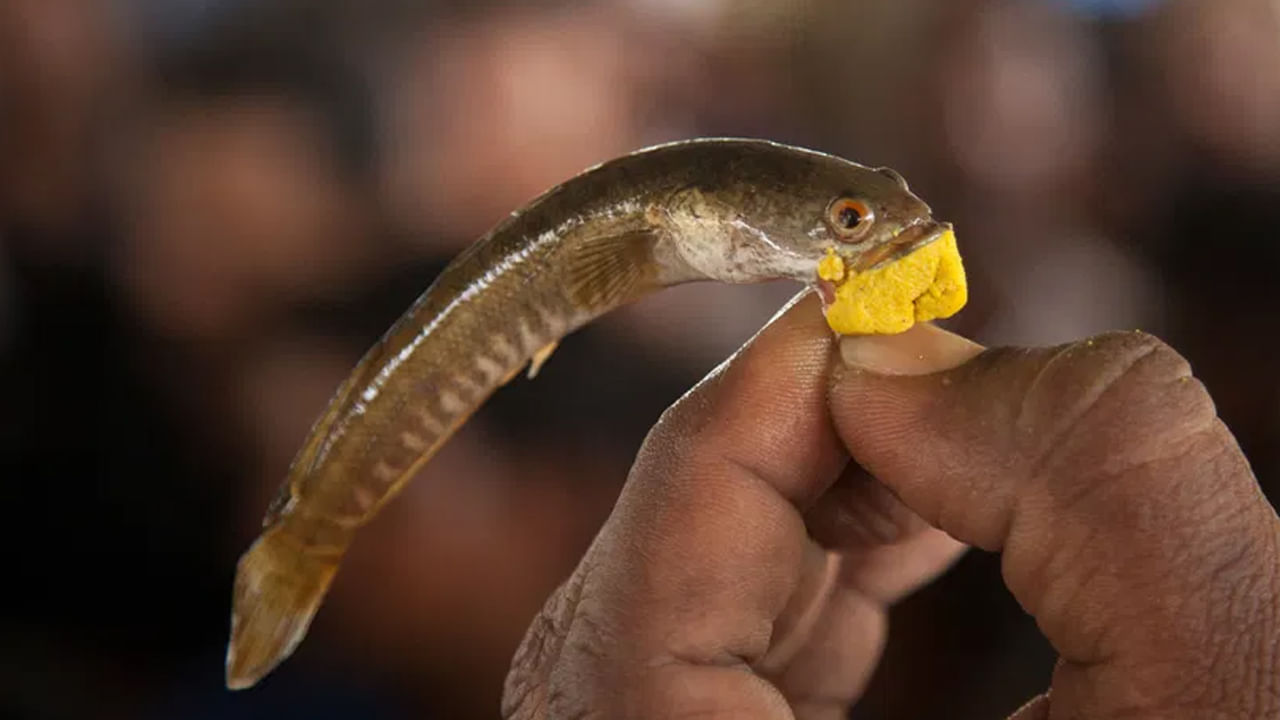 Fish Prasadam: చేప ప్రసాదం పంపిణీకి సర్వం సిద్ధం.. తెలంగాణ ప్రభుత్వం భారీ ఏర్పాట్లు..