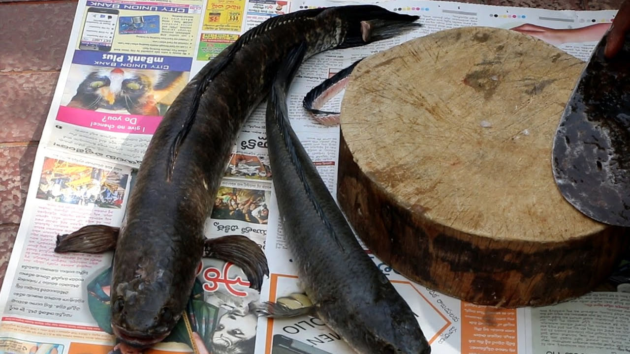 మృగశిర కార్తె ప్రభావంతో చేపల ధరలకు రెక్కలొచ్చాయి.. చేపలు తినాలనే సెంటిమెంట్ తో జనం చేపల మార్కెట్ కు పరుగులు తీస్తున్నారు.. ఇదే అదునుగా వ్యాపారులు చేపల ధరలు అమాంతం పెంచేశారు.