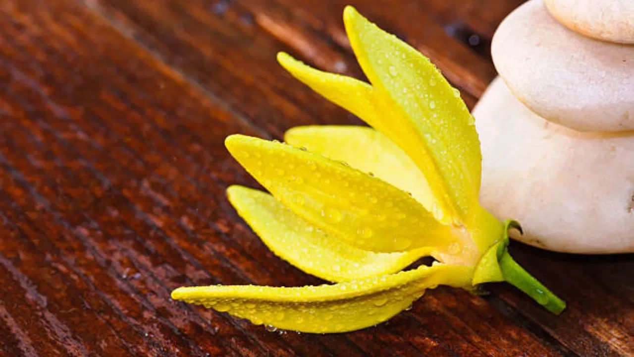 మీరు Ylang Ylang ముఖ్యమైన నూనెను పెర్ఫ్యూమ్‌గా ఉపయోగించవచ్చు. ఈ ముఖ్యమైన నూనె సువాసన మీ ఒత్తిడి, ఆందోళనను తగ్గిస్తుంది. ఈ పూల సువాసన మిమ్మల్ని రిఫ్రెష్‌గా ఉంచుతుంది. 