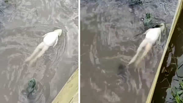Frogs Swimming: ఓరి దీని వేషాలో..! వెనకీతలో మనిషిని మించిపోయిన కప్ప.. వీడియో చూసినా నమ్మలేరేమో..
