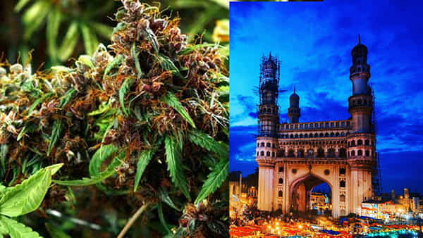 Hyderabad: నగరంలోని గంజాయి ముఠాల గుట్టురట్టు.. ఏకంగా 910 కేజీల సరుకు పట్టివేత..