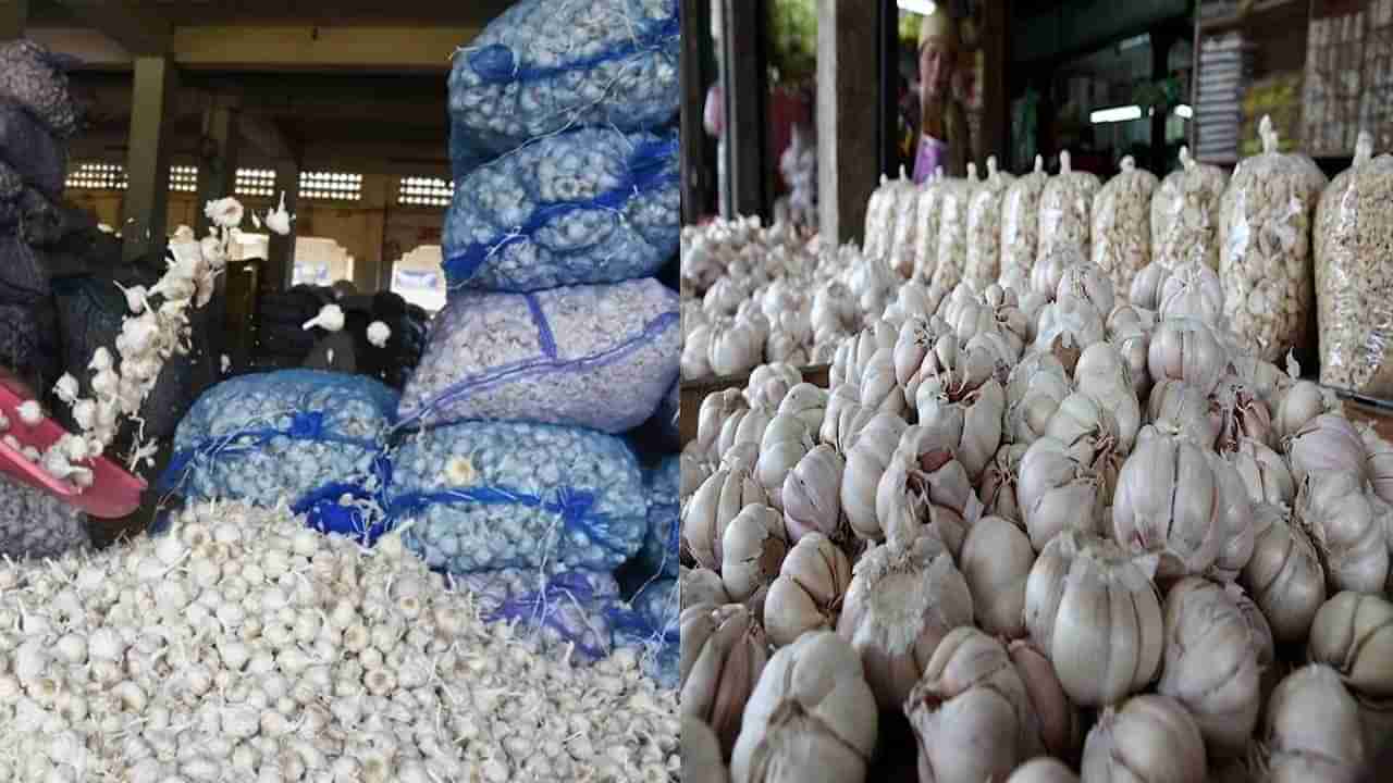 Garlic Price Hike: పెరుగుతున్న వెల్లుల్లి ధర.. మరింత పెరిగే అవకాశం ఉందంటూ రైతులు హర్షం..