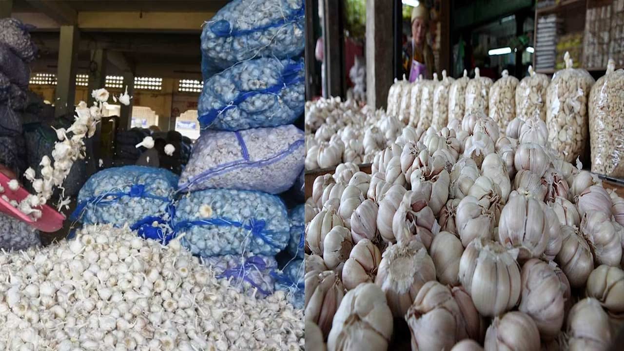Garlic Price Hike: పెరుగుతున్న వెల్లుల్లి ధర.. మరింత పెరిగే అవకాశం ఉందంటూ రైతులు హర్షం..