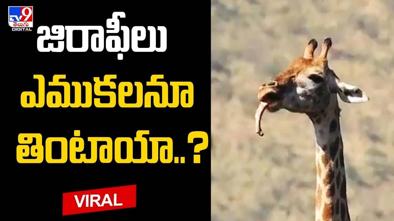 Giraffe: జిరాఫీలు ఎముకలనూ తింటాయా ??