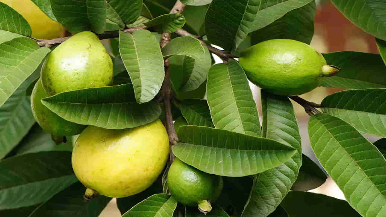 Guava Leaves: ఆ సమస్యలున్న వారికి వరం జామాకుల రసం.. ప్రయోజనాలు తెలిస్తే వదిలిపెట్టరంతే..