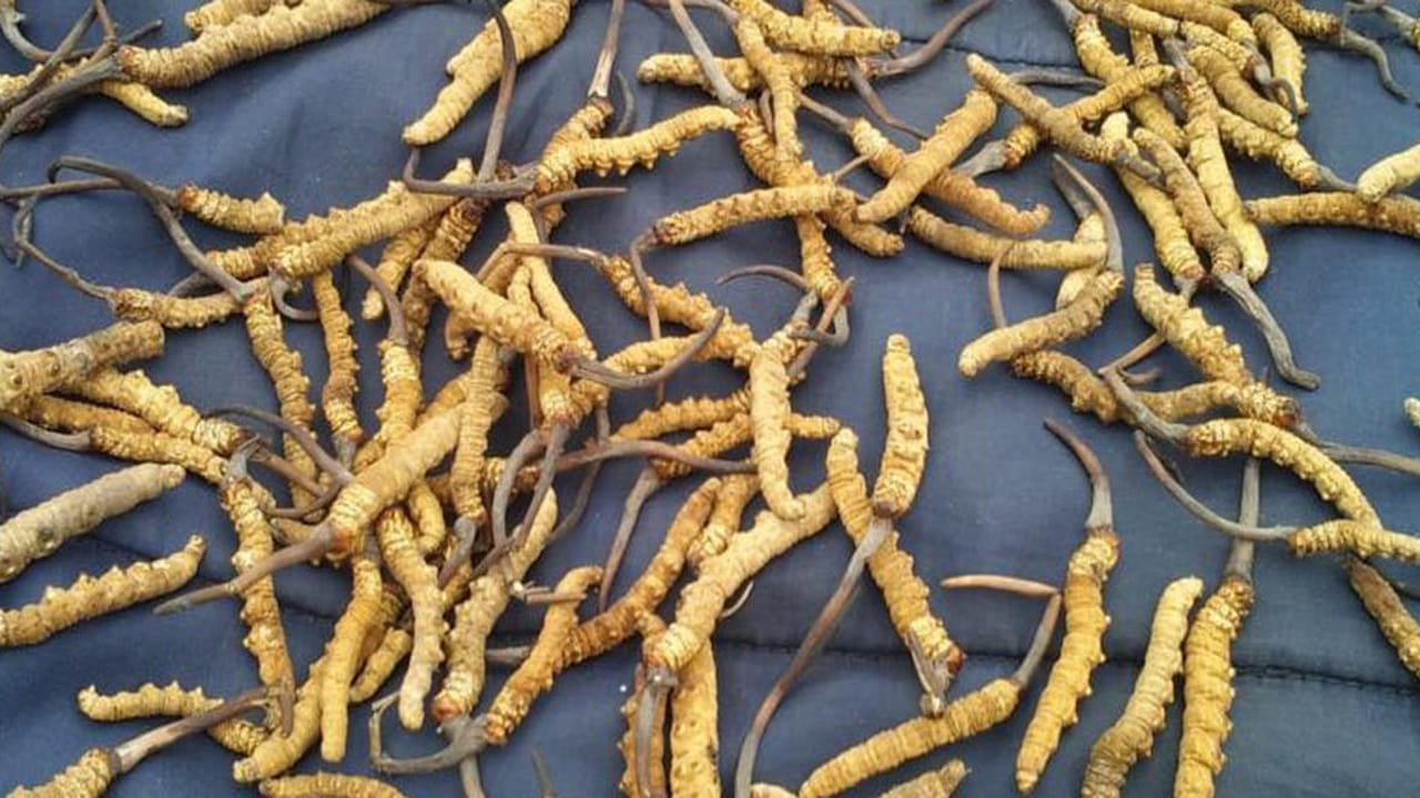 Viral: ఈ చిన్న పురుగులు బంగారం కంటే విలువైనవి.. కిలో ఎంతో తెలిస్తే ఖంగుతింటారు.!