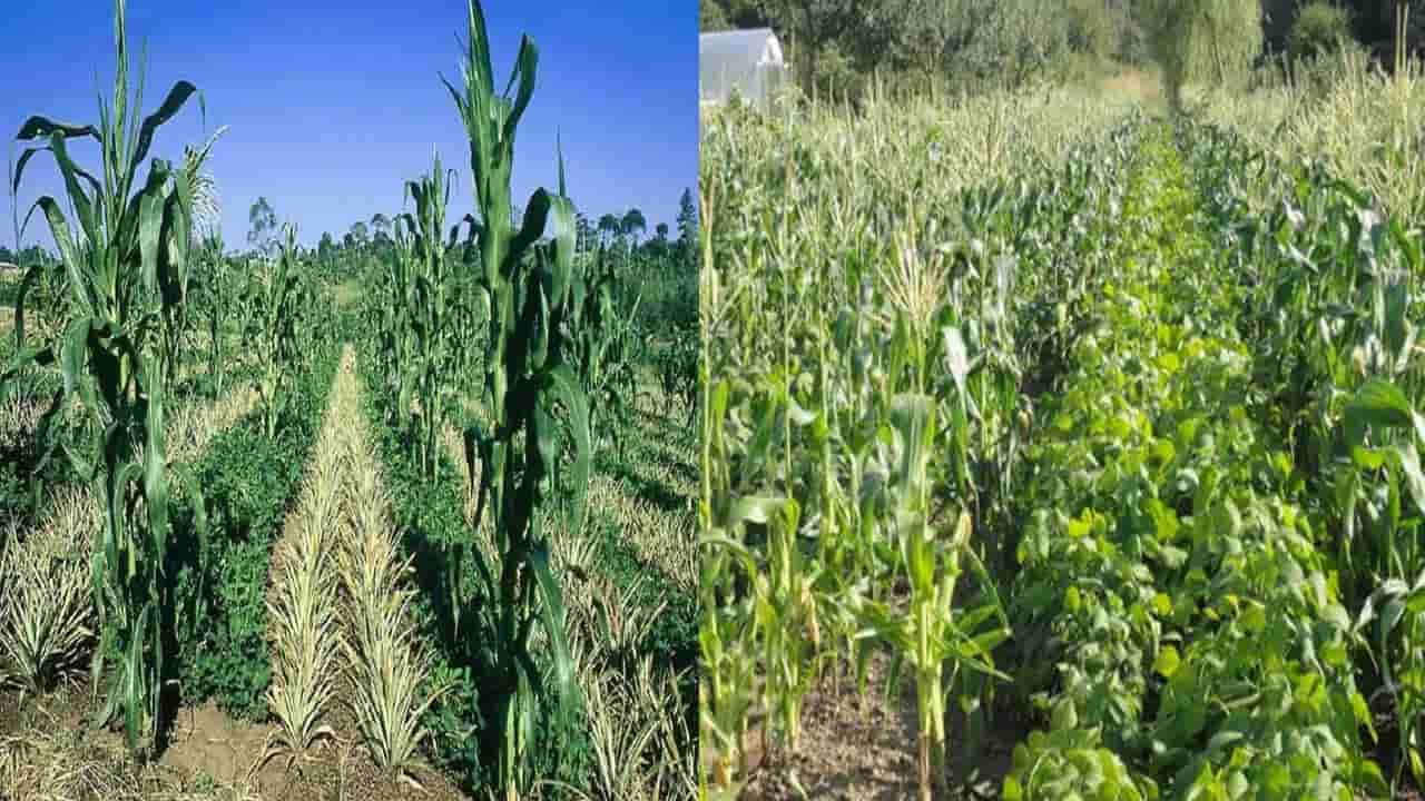 Inter Cropping: తక్కువ భూమిలో ఎక్కువ పంటలు పండించే విధానం అంతర పంటలు.. ఈ వ్యవసాయంతో లక్షల్లో లాభాలు..