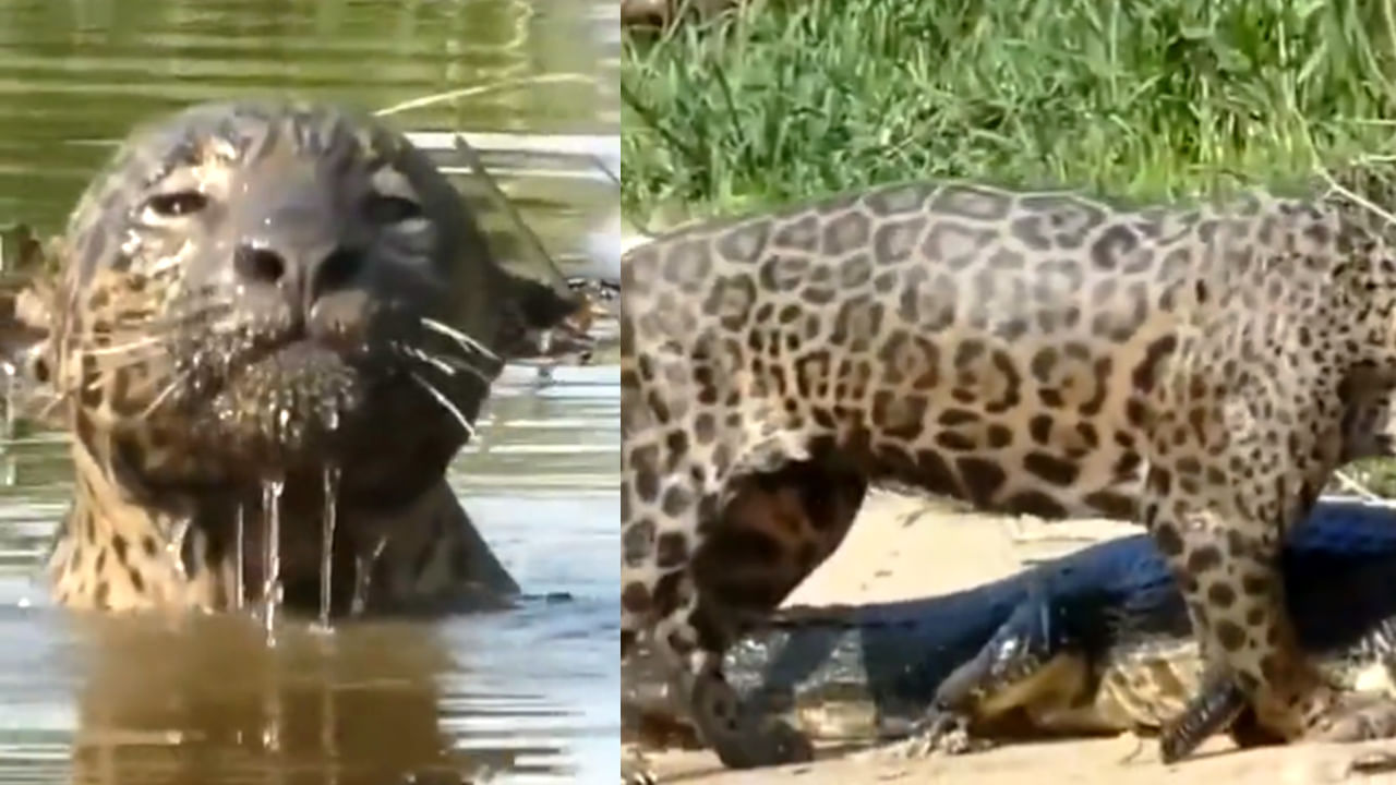 Jaguar vs Crocodile: నీళ్లలోని మొసలిని వేటాడిన ఆడ జాగ్వర్.. ఎంత పద్ధతిగా పట్టేసిందో మీరే చూడండి..