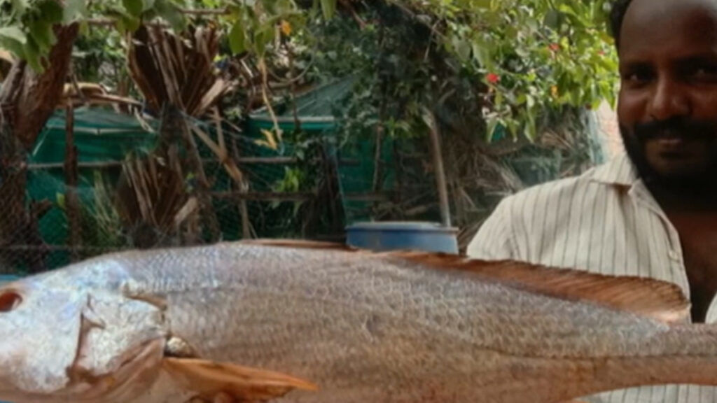 Kachidi Fish