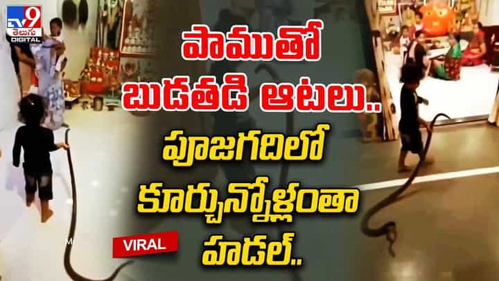 ఇంట్లోని వారంతా పూజగదిలో బిజీ.. నాగుపాముతో ఆడుకుంటూ చిన్నారి ఎంట్రీ.. ఇంట్లోని వారంతా పూజగదిలో బిజీ.. నాగుపాముతో ఆడుకుంటూ చిన్నారి ఎంట్రీ..