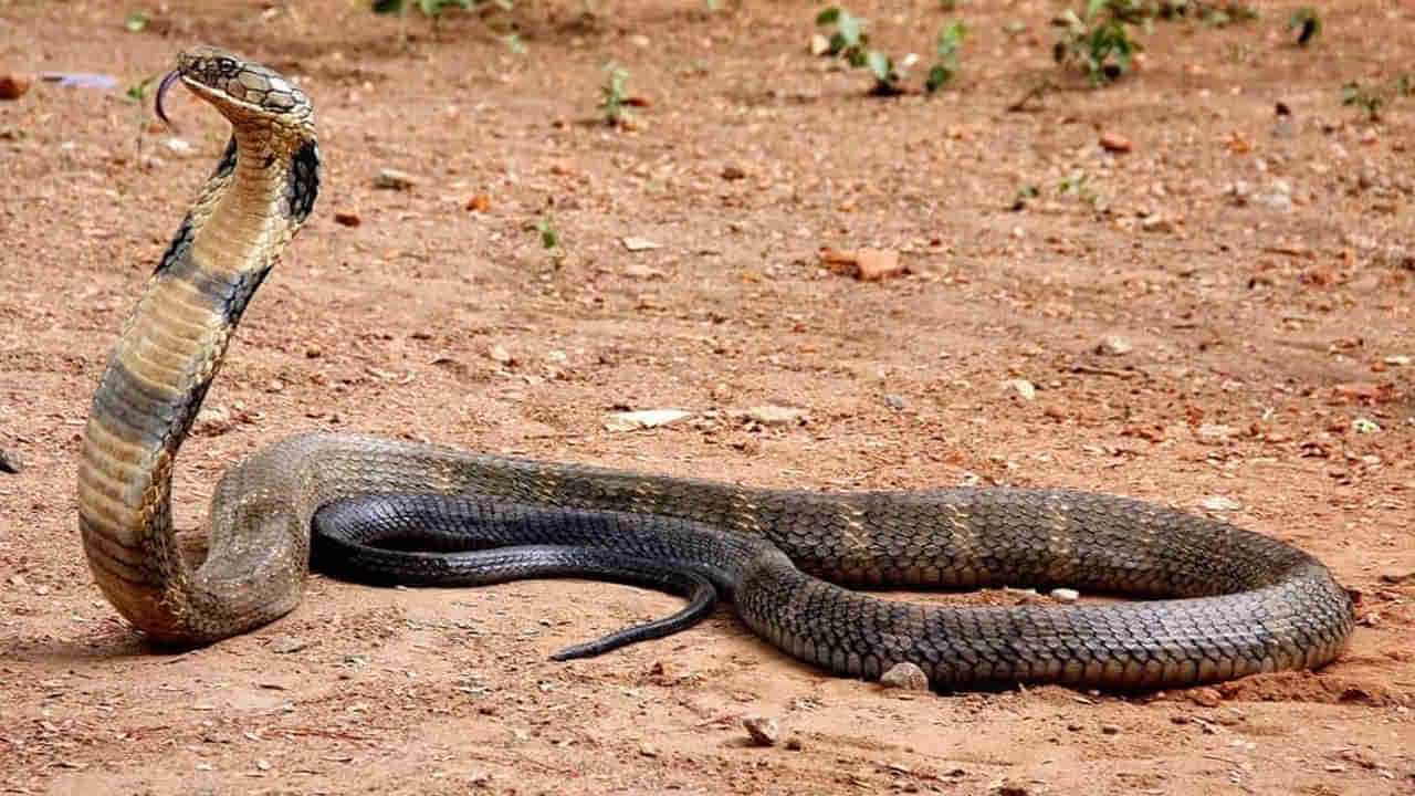 King Cobra: కింగ్ కోబ్రా ఏం తిని జీవిస్తుందో తెలుసా? 99 శాతం మంది తప్పు ఆన్సర్ చెప్పారు..!