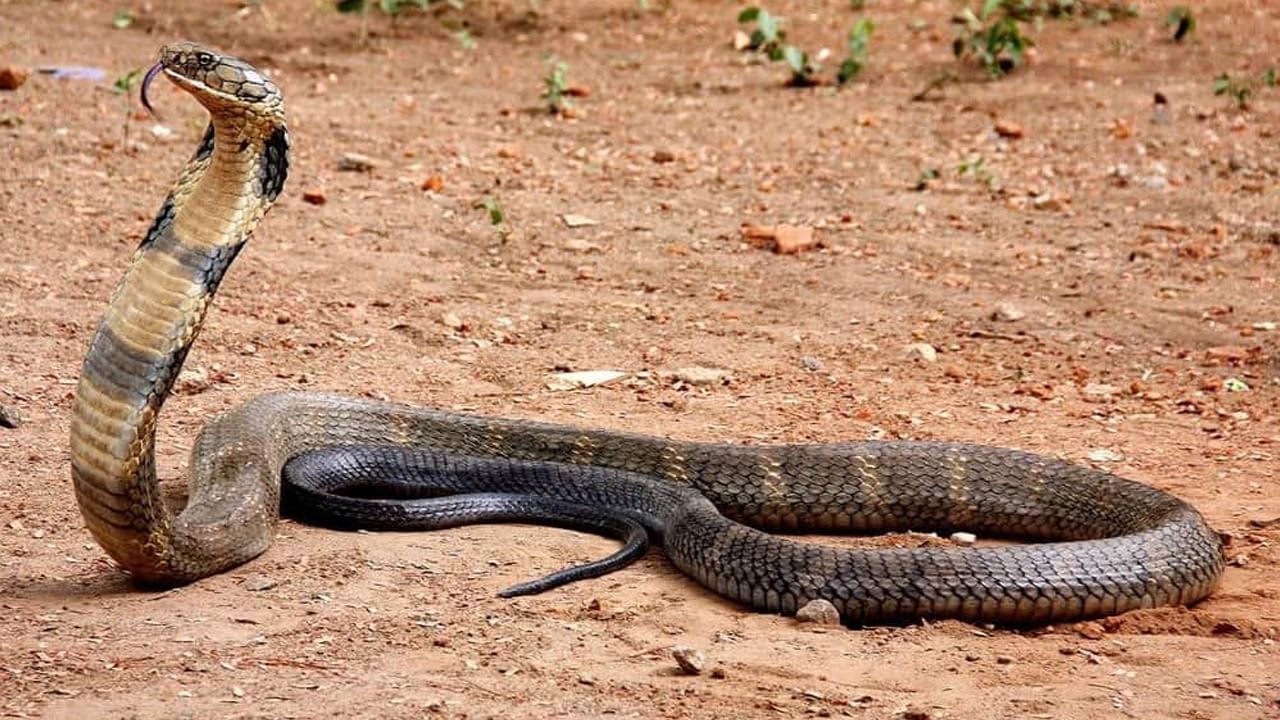 King Cobra: వామ్మో..13 అడుగుల కింగ్ కోబ్రా.. ఆ రైతులు ఎలా పట్టుకున్నారో చూస్తే దిమ్మ తిరగాల్సిందే..