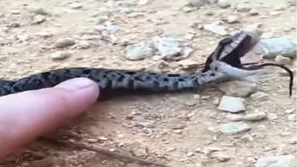 Laughing Snake video :స్మైల్ ఇచ్చే స్నేక్ను ఎప్పుడైనా చూశారా..? కిత కితలకు పగలబడి నవ్వుతోంది..