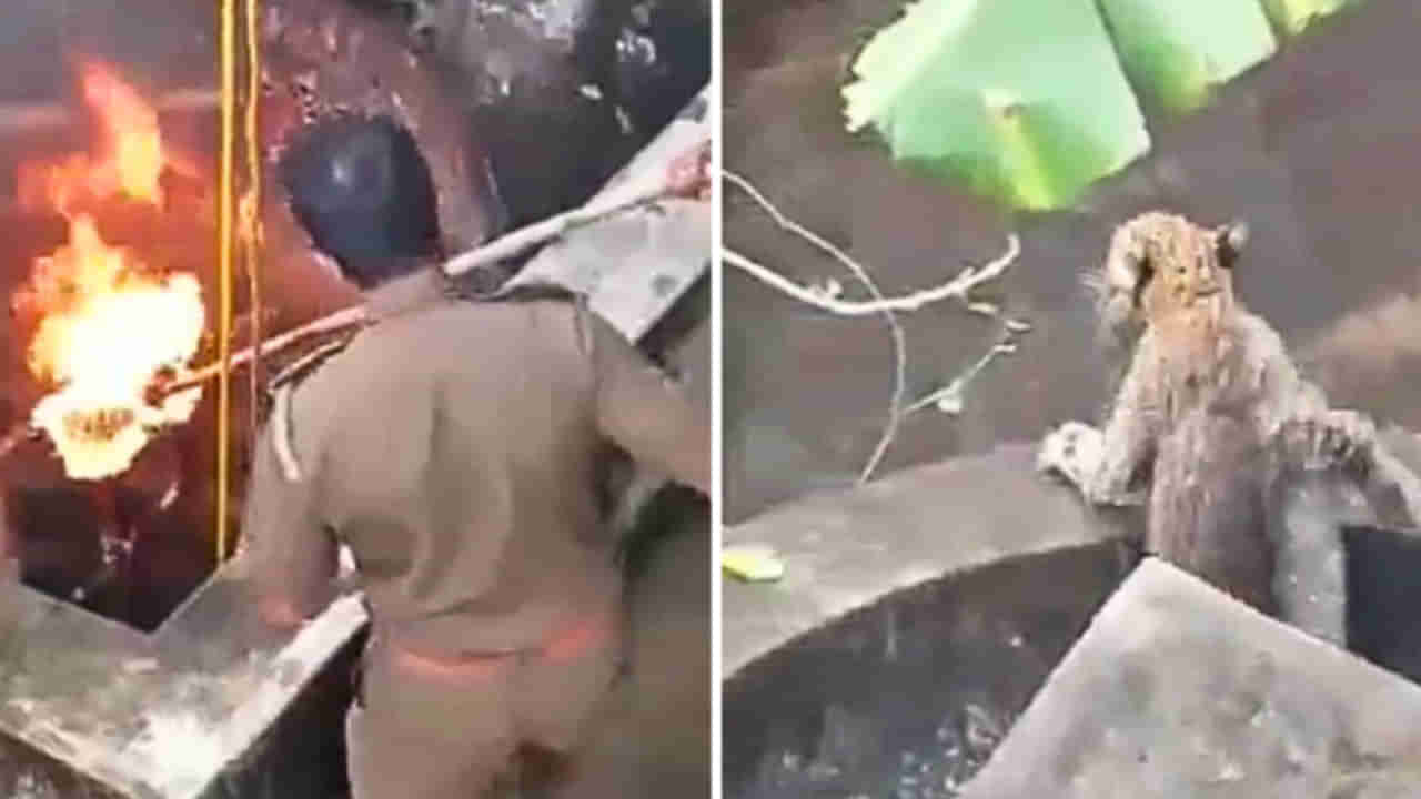 Watch Video: దారితప్పి బావిలో పడ్డ చిరుత.. ఎలా బయటకు తీశారో మీరే చూడండి