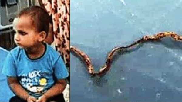 Little Boy: ఆడుకుంటూ పామును కొరికేసిన మూడేళ్ల బాలుడు.. పాము మృతి.. చిన్నారికి తప్పిన ముప్పు