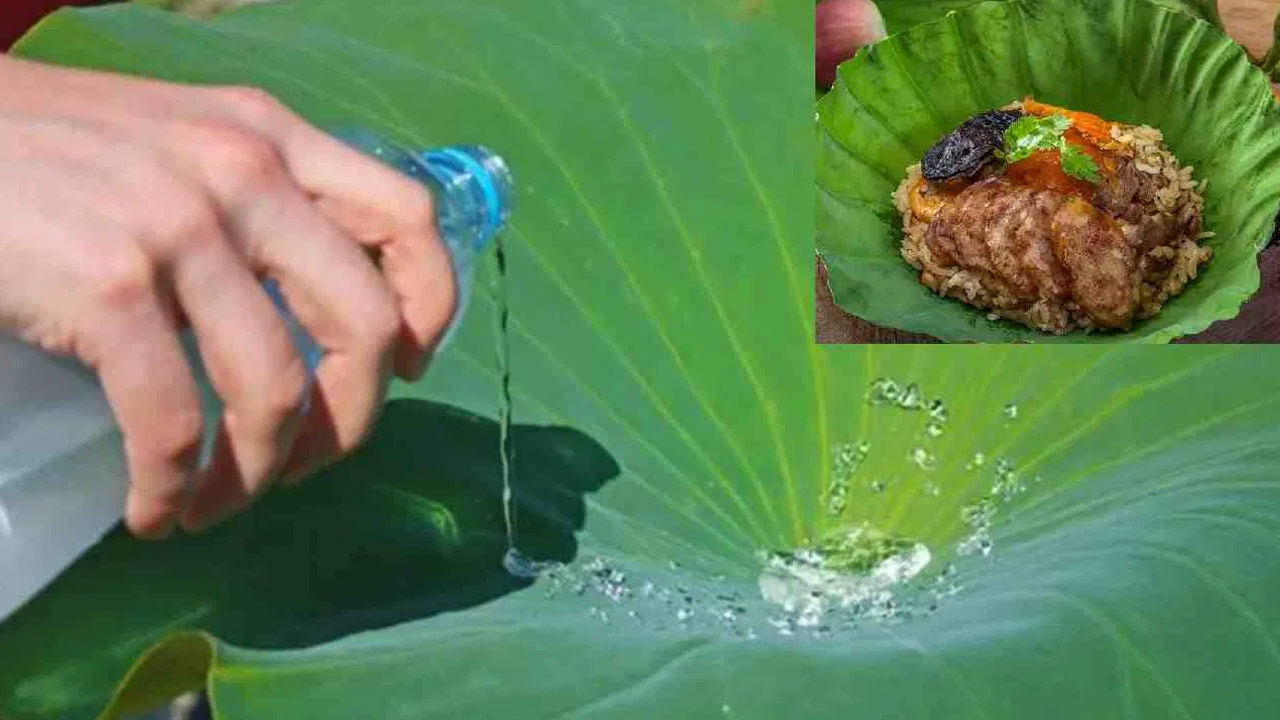 Lotus Leaf-  మీకు తామర పువ్వు, ఆకులు బాగా తెలుసు.  మీరు తామర పండు లేదా పోఖారా కూడా తినొచ్చు. తామర ఆకుల గురించి మీకు తెలుసా?  సాధారణంగా, తామర పువ్వును లక్ష్మీ దేవిని పూజించడానికి ఉపయోగిస్తారు.  కానీ ఈ ఆకులు ఆహారాన్ని అందించేందుకు వినియోగించే ప్రాంతాలు కూడా ఉన్నాయి. ఈ ఆకులు వాటి సహజ హైడ్రోఫోబిక్, స్వీయ-శుభ్రపరిచే లక్షణాలకు ప్రసిద్ధి చెందాయి. ఇవి నీటిని తిప్పికొట్టడానికి, ఆహారాన్ని ఉపరితలాలకు అంటుకోకుండా నిరోధించడంలో సహాయపడతాయి.  అవి యాంటీఆక్సిడెంట్ మరియు యాంటీ ఇన్ఫ్లమేటరీ లక్షణాలను కలిగి ఉంటాయి.  ఇది మొత్తం మంచి ఆరోగ్యానికి ఎంతగానో తోడ్పడుతుంది.  అంతేకాకుండా, తామర ఆకు యొక్క ప్రత్యేకమైన సువాసన భోజన అనుభవాన్ని మెరుగుపరుస్తుంది!  