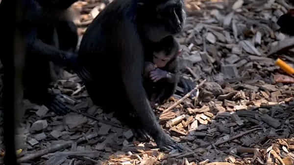 Macaque monkey: బ్రిటన్ జూలో అరుదైన మకాక్ జాతి కోతి పిల్ల జననం.. సంతోషంలో అధికారులు.. ఎందుకంటే..