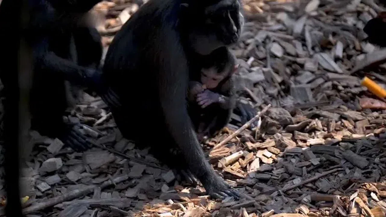 Macaque monkey: బ్రిటన్‌ జూలో అరుదైన మకాక్‌ జాతి కోతి పిల్ల జననం.. సంతోషంలో అధికారులు.. ఎందుకంటే..