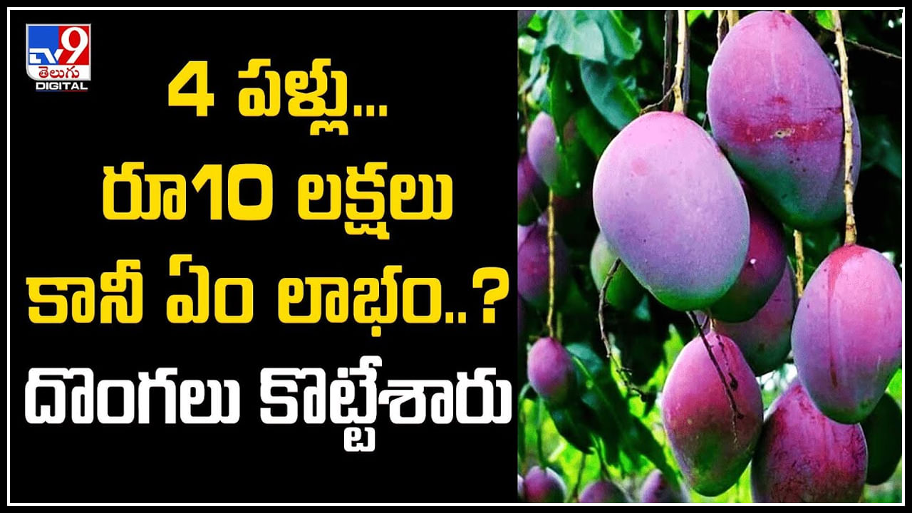 Viral: 4 మామిడి పళ్లు.. రూ.10 లక్షలు కానీ ఏం లాభం..? దొంగలు కొట్టేశారు..