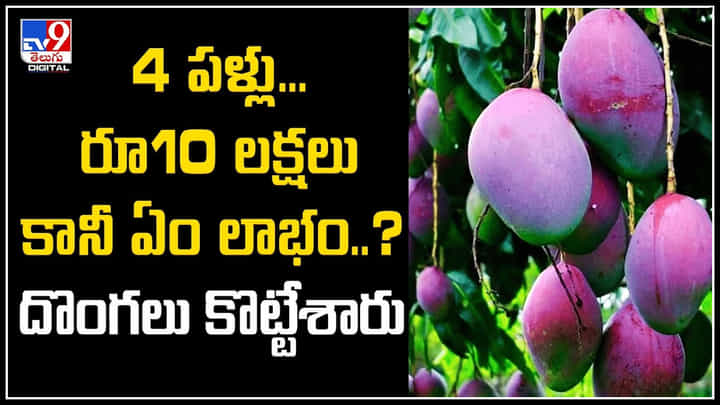Viral: 4 మామిడి పళ్లు.. రూ.10 లక్షలు కానీ ఏం లాభం..? దొంగలు కొట్టేశారు.. Viral: 4 మామిడి పళ్లు.. రూ.10 లక్షలు కానీ ఏం లాభం..? దొంగలు కొట్టేశారు..