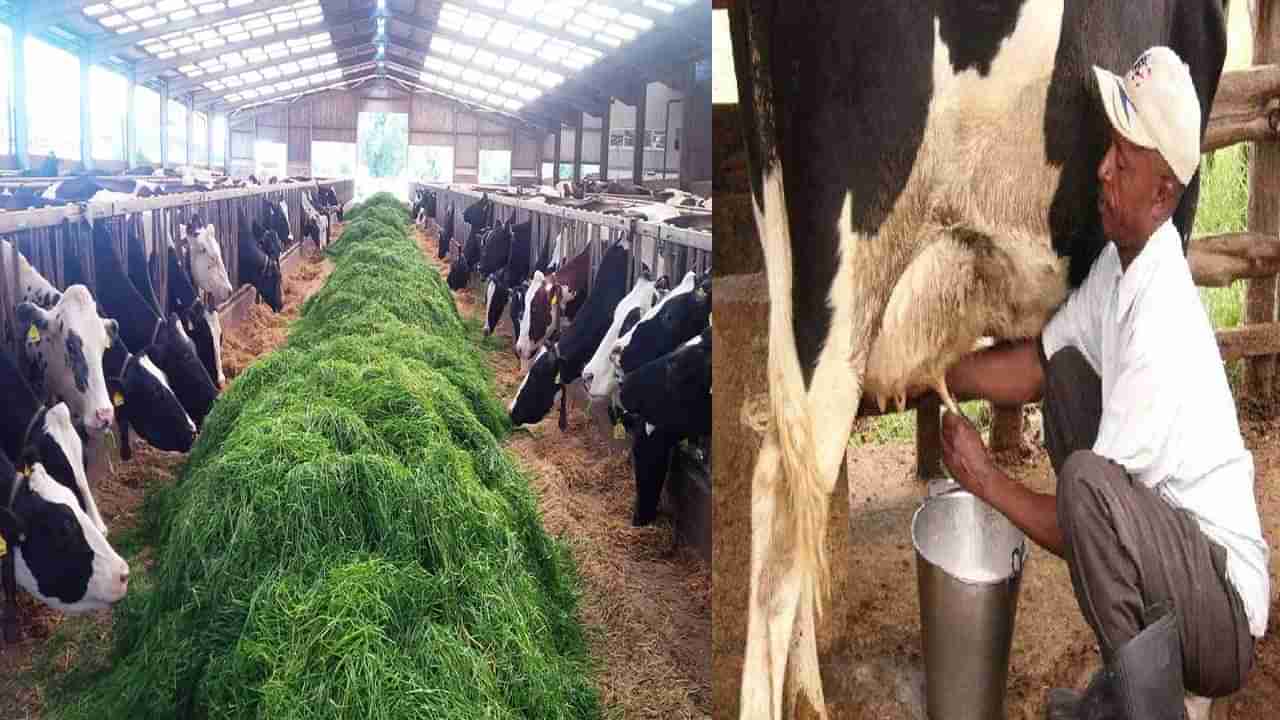 Milk Production: పాల ఉత్పత్తి పెరగడానికి వేసవిలో ఈ గడ్డిని అందించండి.. రిజల్ట్ పక్కా..