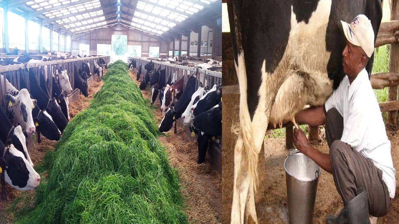 Milk Production: పాల ఉత్పత్తి పెరగడానికి వేసవిలో ఈ గడ్డిని అందించండి.. రిజల్ట్ పక్కా..