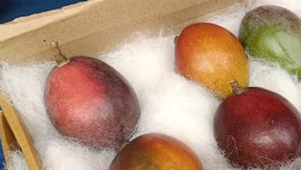 Mangoes: కిలో మామిడి పండ్లు.. ధర చూస్తే తిరుగుతాయి కళ్లు.. మీరు కొనగలరా ?