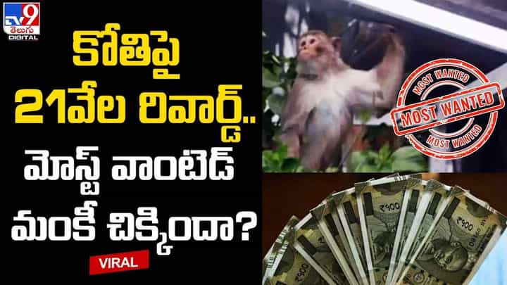 కోతిపై 21వేల రివార్డ్.. మోస్ట్ వాంటెడ్ మంకీ చిక్కిందా కోతిపై 21వేల రివార్డ్.. మోస్ట్ వాంటెడ్ మంకీ చిక్కిందా