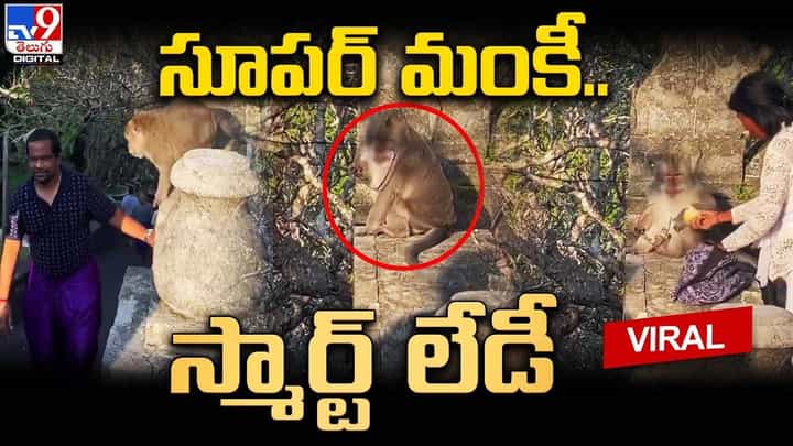 ఈ కోతి మహా చిలిపి.. ఏం చేసిందో చూస్తే నవ్వాగదు ఈ కోతి మహా చిలిపి.. ఏం చేసిందో చూస్తే నవ్వాగదు