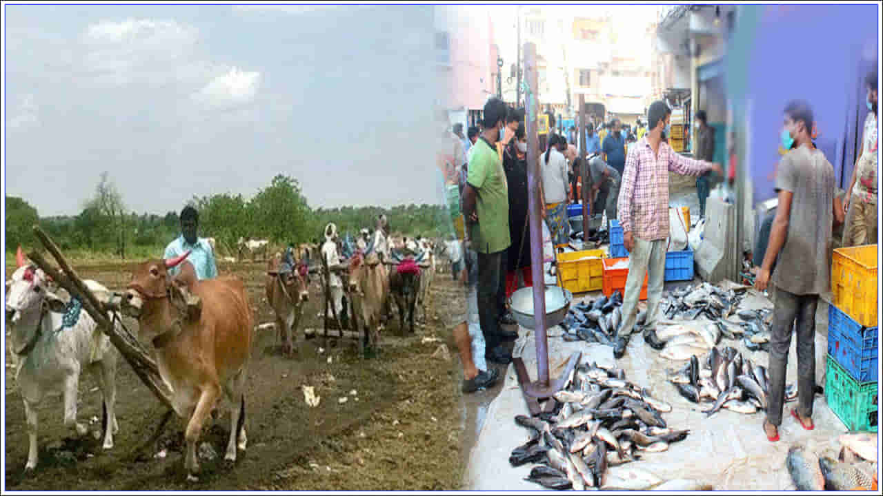 Mrigasira Karthi 2023: మృగశిర కార్తెను ఎందుకు జరుపుకొంటారు.. చేపలకు ఎందుకంత ప్రాముఖ్యత